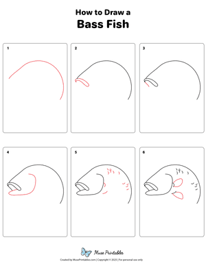 Bass Fish Drawing Tutorial