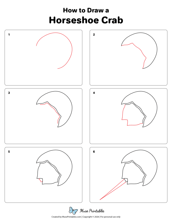 How to Draw a Horseshoe Crab - Printable Tutorial