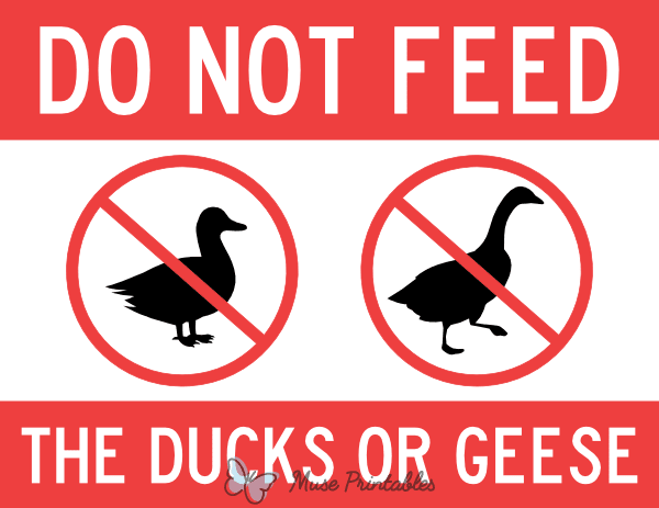 Do Not Feed the Ducks or Geese Sign